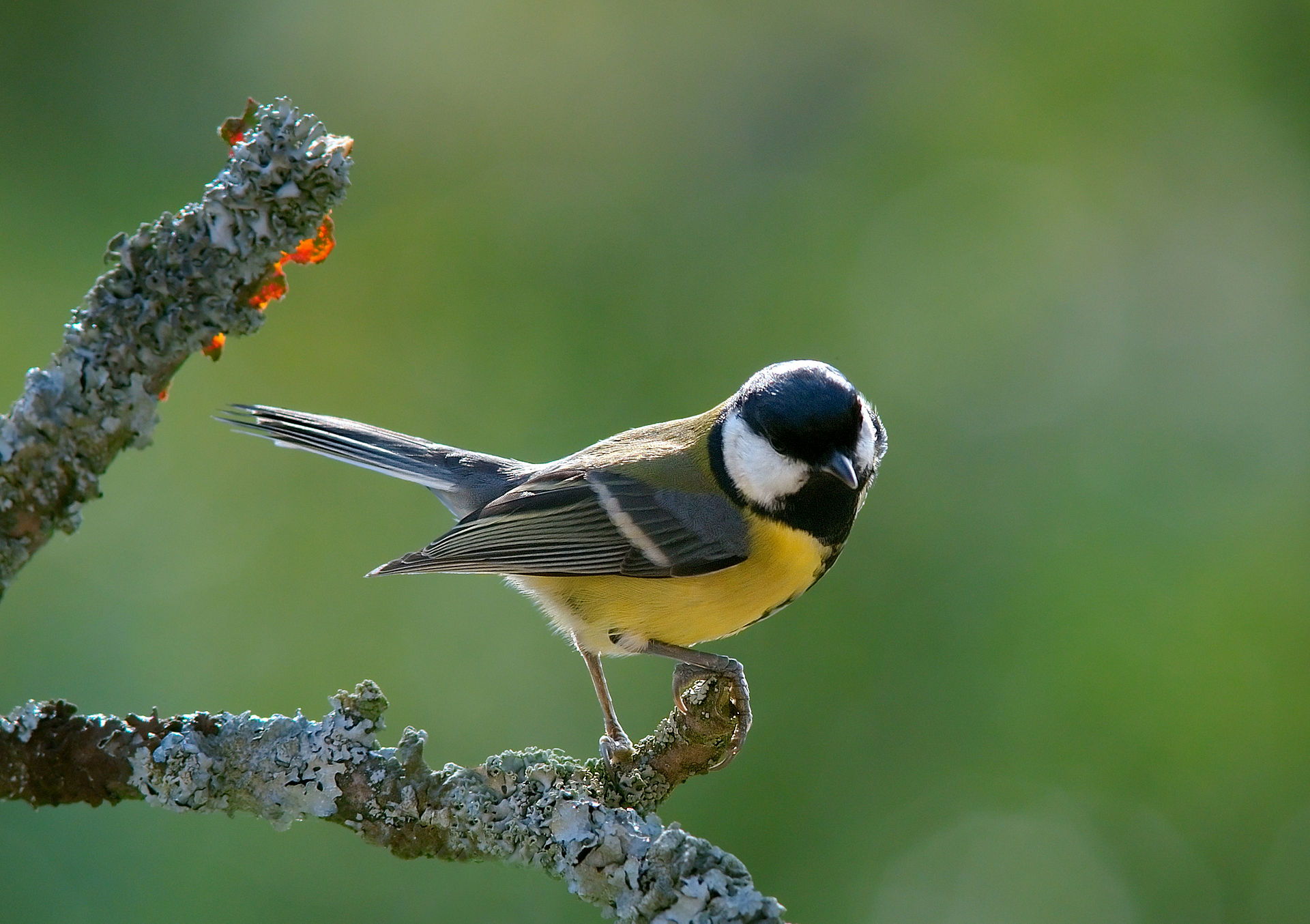 Great Tit